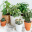 花・観葉植物